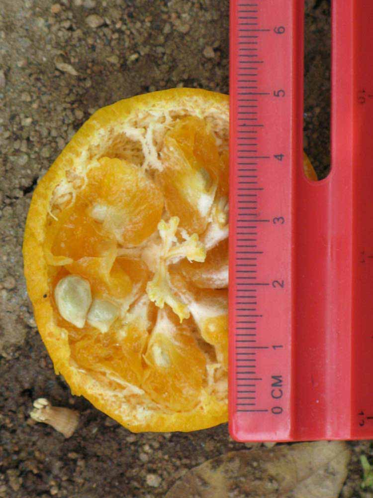            Fruit cross-section (Riverside, CA)   